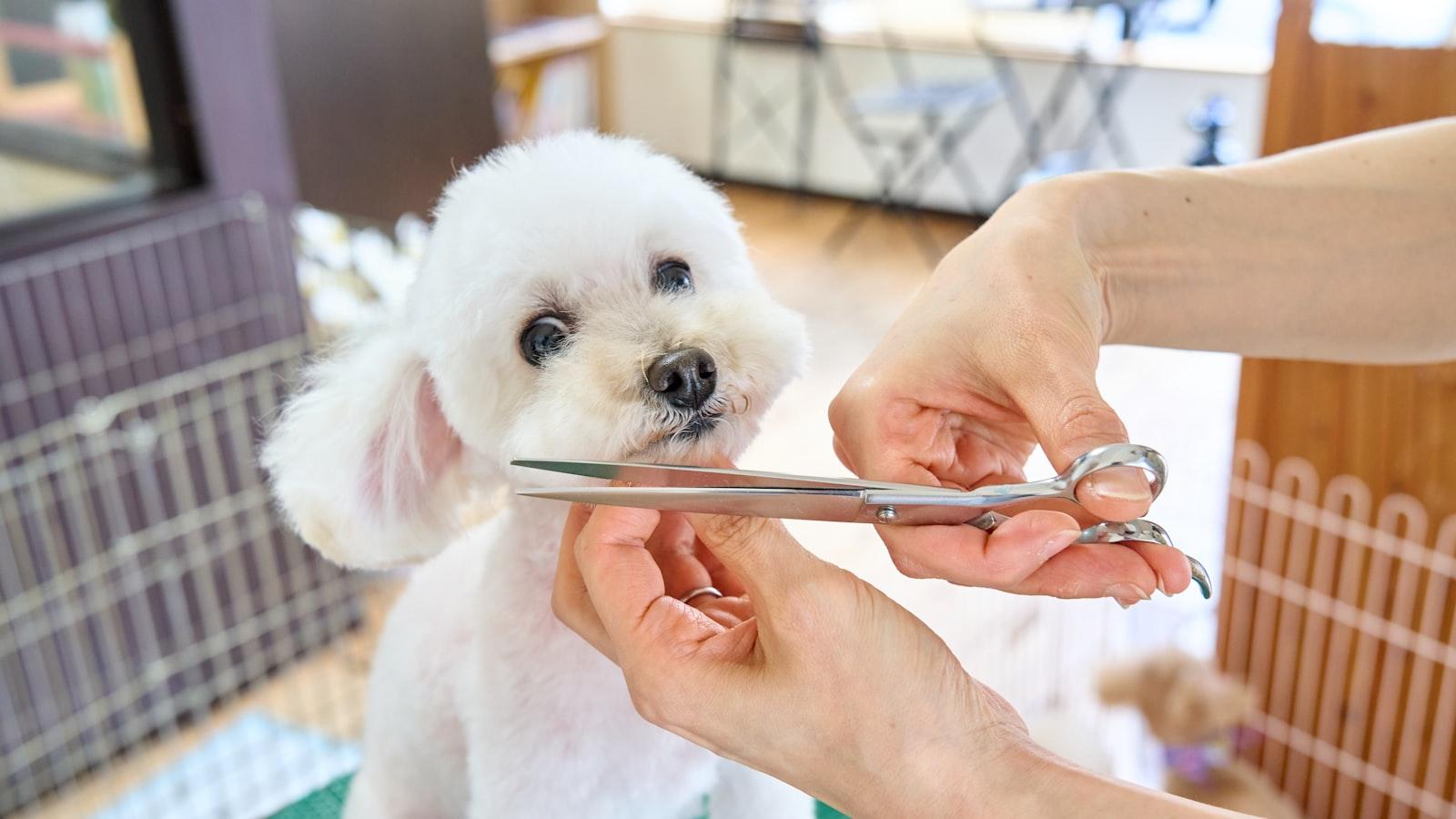 A small white dog being trimmed with scissors at a grooming table